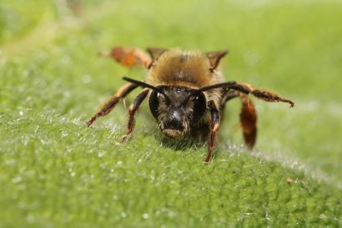 Eucera nigrescens